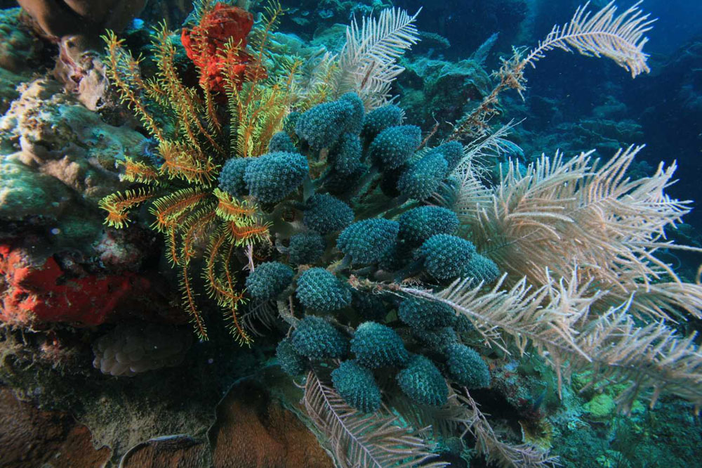Reefs of Philippines